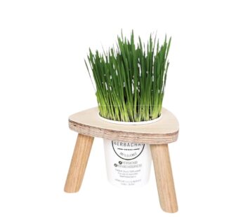 Demi-Portion Cat Grass Station