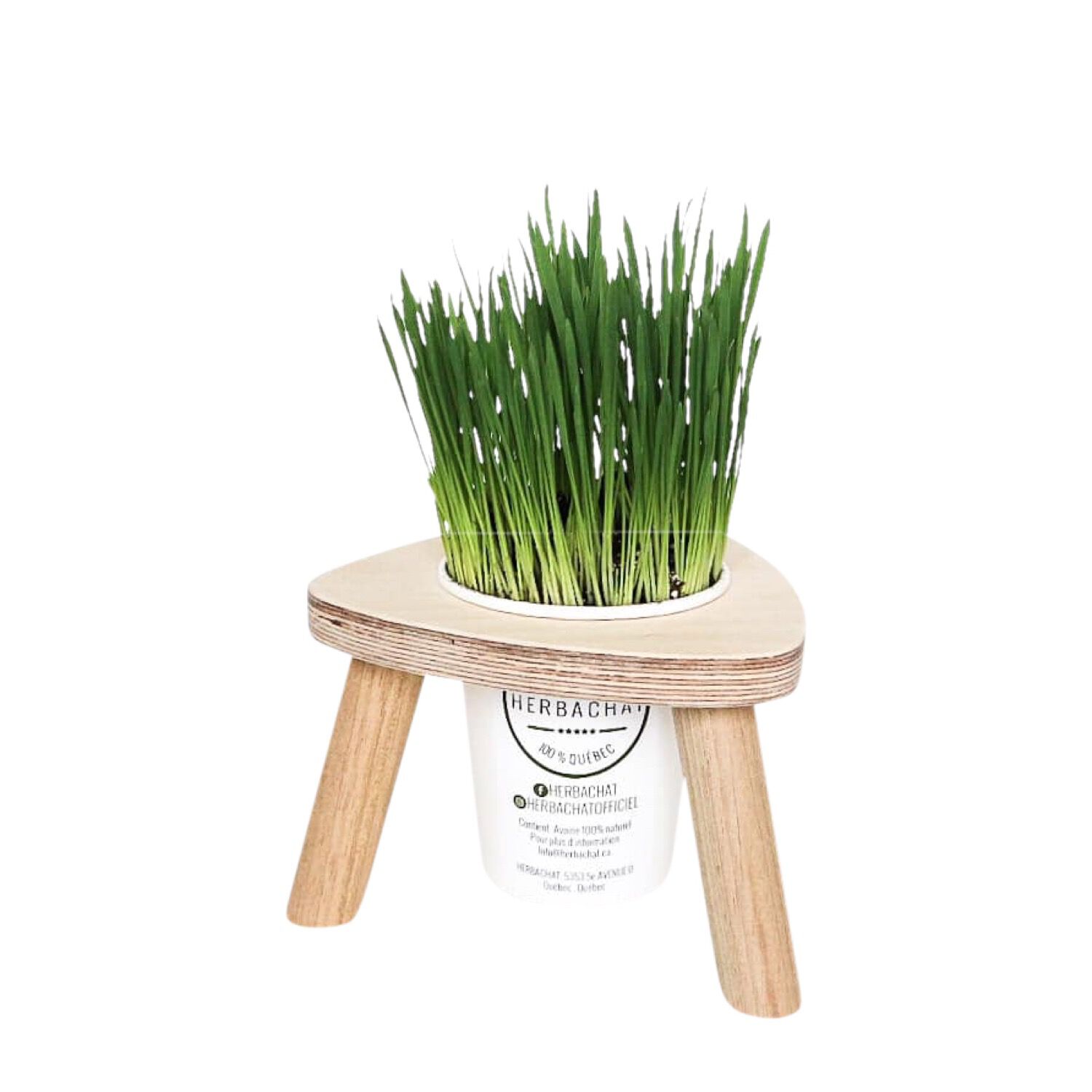 Demi-Portion Cat Grass Station