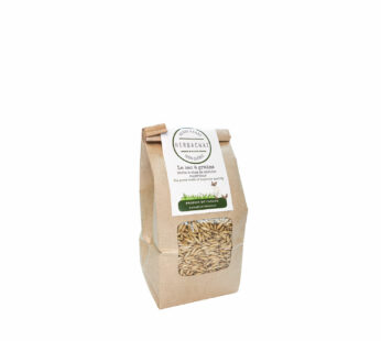 Catnip Grass Seeds of Superior Quality, 500 g