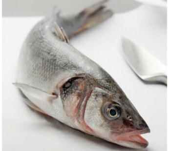 Cleaned Mediterranean Sea Bass