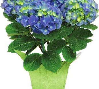 HORTENSIA EN POT DE 6 po