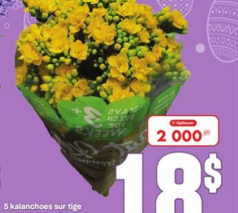 5 kalanchoes sur tige