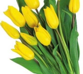 10 TULIPES SUR TIGE