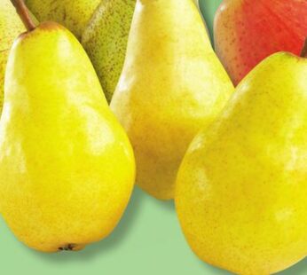 BARTLETT OR FORELLE CHEEKY PEARS