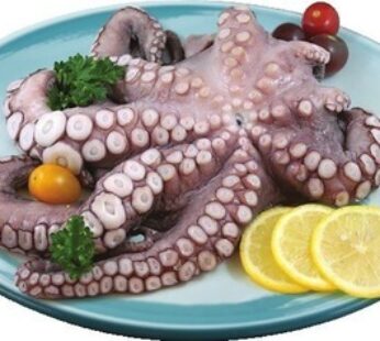 PIEUVRE Octopus Nettoyée décongelée